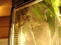 peocilotheria fasciata steps on cricket