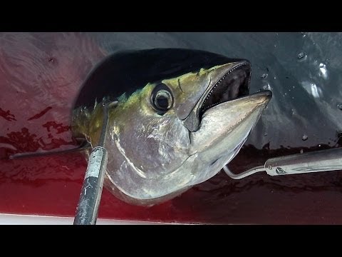 Panama! - BIG Yellowfin Tuna at the Gaff! 