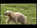 gavin doesn't feel so comfortable when he is given a trash bag and a gun to protect himself whilst camping out in bear country. learn how to protect yourself when staying out in the open with bears who could potentially charge. fascinating video from bbc wildlife documentary, 'bear whisperer'.