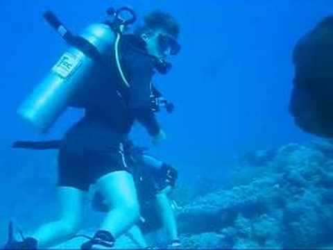 Napoleon Wrasse in the Red Sea