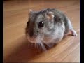 Laczek Dance Mix