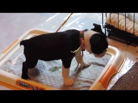 how to train boston terrier puppy