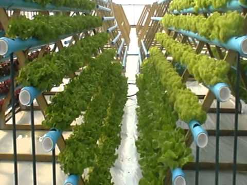 hydroponic lettuce npk