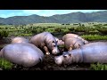 Afrika TGS 2006 Trailer Afrika TGS 2006 Trailer