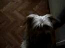 Yorkshire Terrier/Maltese Yorkshire Terrier/Maltese