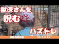 【釧路市動物園 フウ】獣医さんにガルゥガル～💢ハズバンダリートレーニング！《2026.5.13》