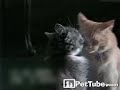 RT @vincentdidier1: Saint Valentin : 2 chats. http://t.co/BXVOXjyl // KISS KISS