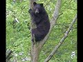 house tiger cat vs black bear