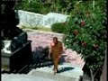 Salah satu penyebab menjadi seorang Bhikkhu Uttamo