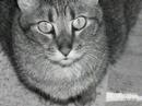 The Dean Family Pets The Dean Family Pets