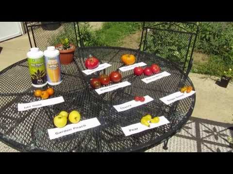 how to grow ugly tomatoes