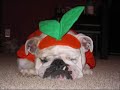 Halloween Doggy Stlye