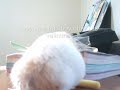 Valintin hamster speical Valintin hamster speical