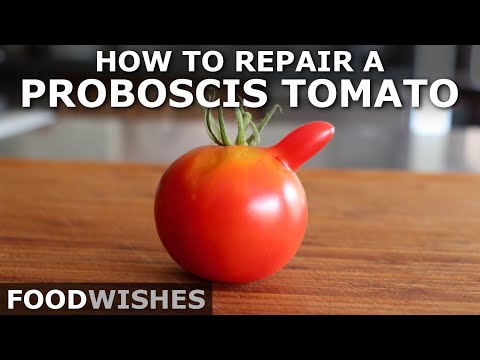 How to Repair a Proboscis Tomato – The Chef John Method – Food Wishes
