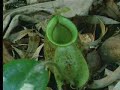 video about developing Nepenthes- hanging pitcher plant that live only in southeastern part of Asia... Attenborough is showing us the exact location and its features