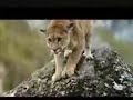 puma vs oso, ley del mas fuerte.http
