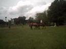 Lilly being ponied at the walk