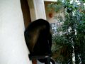 Monkeys at Sandos Beach Playacar