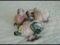 videos de baby jenday conures