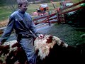 ride a cow