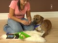 How To Give Your Dog a Pill How To Give Your Dog a Pill