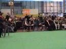 Deerhound Dog Final Crufts 2008