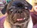 Deranged Boston Terrier Meets Capsizing Pug
