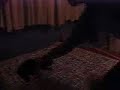 corchotv - El Gato Volador