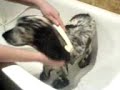 Julie getting a bath - looong video