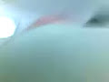 zebi zebi