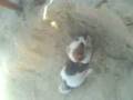 videos de Toby en la playa.3gp
