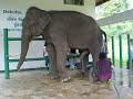 Sperm collection from a bull elephant...