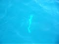 Maldives Lily Beach Resortandspa Dive Tour Dolphin