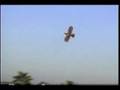 RC Eagle