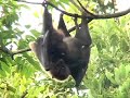 Fruit Bat Childcare