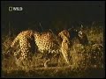 Leopard the master of stealth
