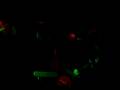Celestial Crown - Dark Dance_Live2006