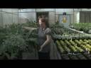 Container Gardening : Container Garden Design