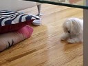 Maltipom