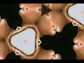 Niela - Borboleta sem cor