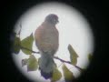 Falco tinnunculus