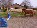 bennie en calypso