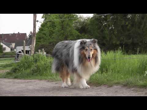 collie - Abendspaziergang mit meinem Collie Jojo - evening walk with my collie Jojo. Am 05.05.2010 (nicht 2020 - not 2020 !!!)
