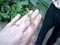Walking Stick