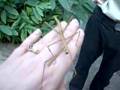 Walking Stick
