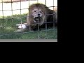 Tigers vs Turkeys! 2006 - Big Cat TV Tigers vs Turkeys! 2006 - Big Cat TV