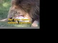 Tigers vs Turkeys! 2006 - Big Cat TV