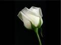 BAHAR YALANMIş(emree.s@hotmail.com