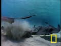Stingray