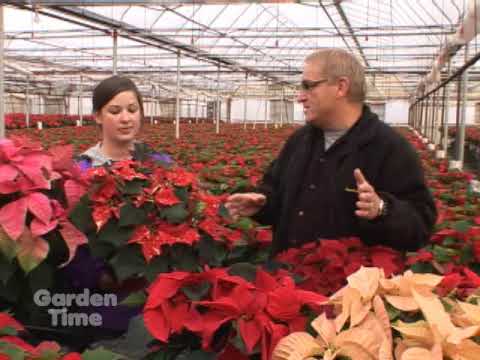 how to replant poinsettias